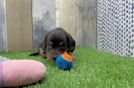 Dachshund Pup Being Cute