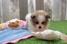 Meet Colin - our Pomeranian Puppy Video