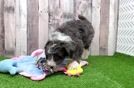 Meet Trina - our Mini Aussiedoodle Puppy Video