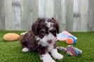 Mini Aussiedoodle Pup Being Cute