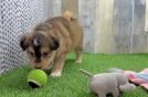 Petite Mini Pomskydoodle Poodle Mix Pup