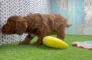 Energetic Cavoodle Poodle Mix Puppy