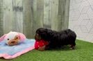 Small Yorkie Poo Baby