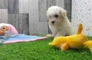 Maltipoo Puppy for Adoption