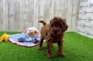 Cavapoo Pup Being Cute