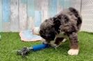 Mini Bernedoodle Pup Being Cute