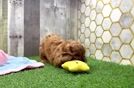Cavapoo Puppy for Adoption