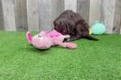 Sweet Mini Bernedoodle Baby