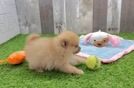 Petite Pom Dog Purebred Puppy