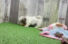 Meet Helen - our Teddy Bear Puppy Video