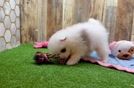 Meet Kael - our Pomeranian Puppy Video