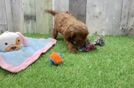 Best Cavapoo Baby