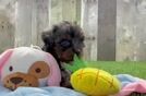 Smart Cavapoo Poodle Mix Pup