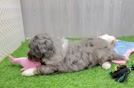 Friendly Mini Bernedoodle Baby