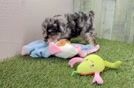 Meet Katie - our Mini Aussiedoodle Puppy Video