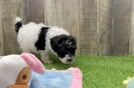 Meet Momo - our Poodle Puppy Video