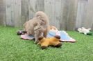 Maltipoo Pup Being Cute