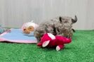 Meet Jackson - our Yorkie Poo Puppy Video
