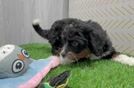 Funny Mini Bernedoodle Poodle Mix Pup