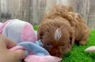 Sweet Cavapoo Baby