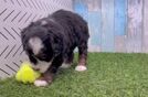 Funny Mini Bernedoodle Poodle Mix Pup