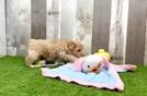 Happy Maltipoo Baby