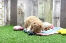 Maltipoo Pup Being Cute