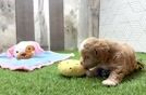 Meet Gouda - our Maltipoo Puppy Video