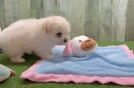 Best Pomachon Baby