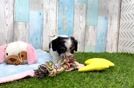 Cavachon Puppy for Adoption