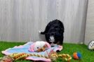 Cute Mini Bernedoodle Baby