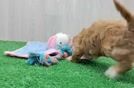 Meet Capri - our Shih Poo Puppy Video