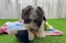 Popular Havapoo Poodle Mix Pup