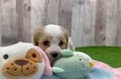 Hypoallergenic Cavalier Bichon Designer Puppy