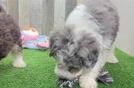 Mini Aussiedoodle Puppy for Adoption