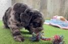 Meet Baker - our Mini Goldendoodle Puppy Video