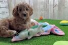 Smart Cavapoo Poodle Mix Pup
