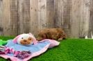 Hypoallergenic Mini Goldiepoo Poodle Mix Puppy