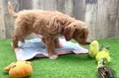 Little Mini Goldenpoo Poodle Mix Puppy