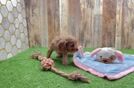 Cavapoo Pup Being Cute