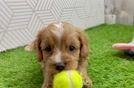 Cavapoo Puppy for Adoption