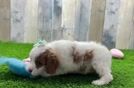 Meet Ellie - our Cavapoo Puppy Video  - Seaside Pups Cavapoo Pup Being Cute