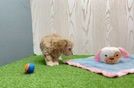 Maltipoo Puppy for Adoption