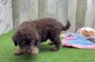 Mini Labradoodle Puppy for Adoption