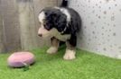 Sweet Mini Bernedoodle Baby