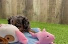 Cavapoo Pup Being Cute