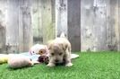 Sweet Maltipoo Baby