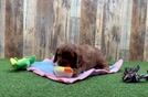 Meet Quill - our Cavapoo Puppy Video
