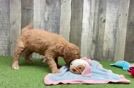 Meet Baron - our Mini Goldendoodle Puppy Video  - Florida Fur Babies Fluffy Mini Goldendoodle Poodle Mix Pup