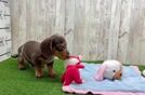 Dachshund Puppy for Adoption